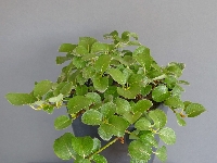 Salix nakamurana